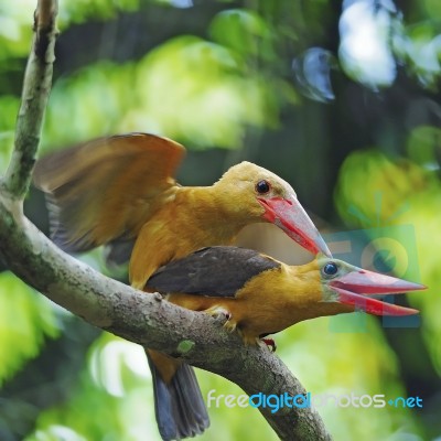 Brown-winged Kingfisher Stock Photo