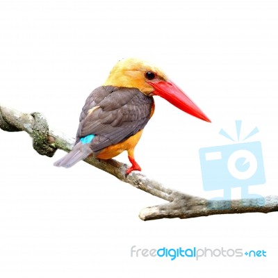 Brown-winged Kingfisher Stock Photo