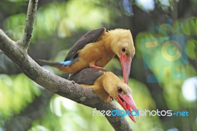 Brown-winged Kingfisher Stock Photo