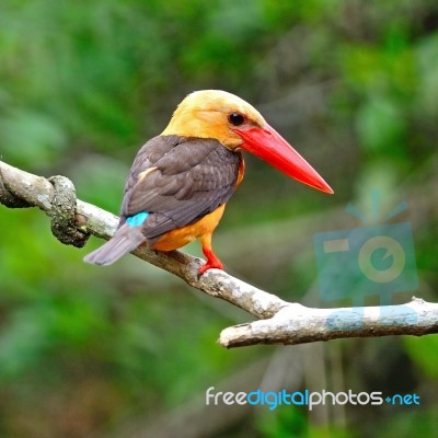 Brown-winged Kingfisher Stock Photo