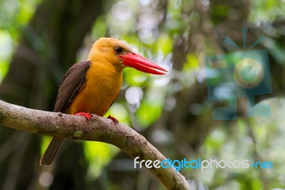 Brown-winged Kingfisher Stock Photo