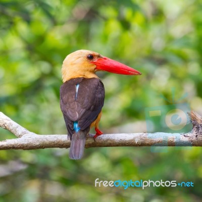 Brown-winged Kingfisher Stock Photo