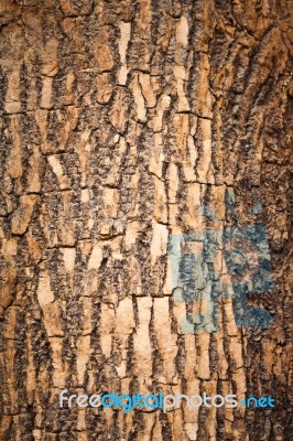 Brown Wood Bark Stock Photo