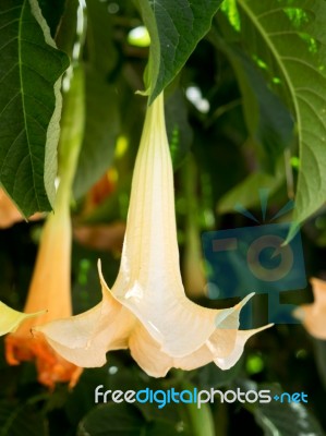 Brugmansia Flowering In Estepona Stock Photo