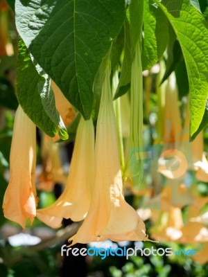 Brugmansia Flowering In Estepona Stock Photo