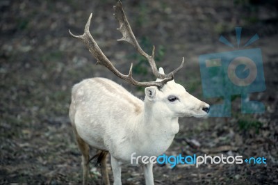 Buck Outside During The Day Stock Photo