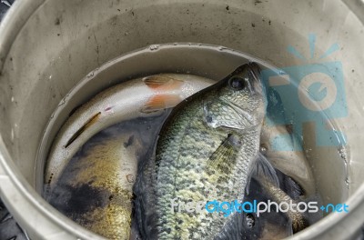 Bucket Of Fish Stock Photo