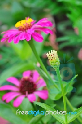 Bud Flower Stock Photo