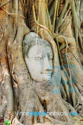 Buddha In Tree Stock Photo