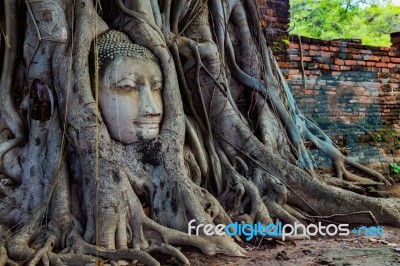 Buddha's Head Trapped In The Roots Of A Tree Stock Photo