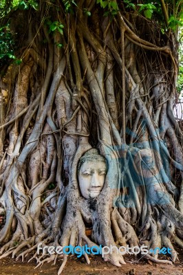 Buddha's Head Trapped In The Roots Of A Tree Stock Photo