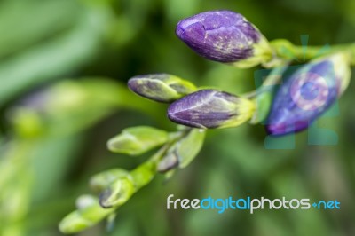 Budding Purple Freesia Stock Photo