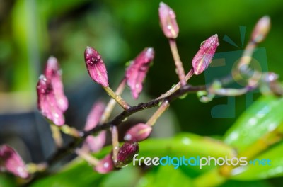 Buds Of Dendrobium Orchid Hybrids Is White With Pink Stripes Stock Photo