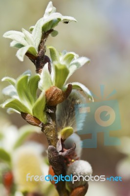 Buds Of Pussy Willow Stock Photo