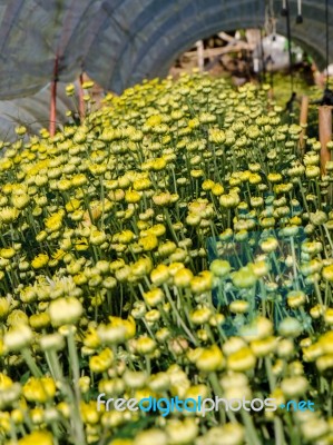 Buds Of Yellow Chrysanthemum Morifolium Flowers In The Garden Stock Photo