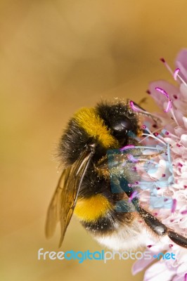 Buff-tailed Bumblebee (bombus Terrestris Subsp. Lusitanicus) Stock Photo