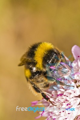 Buff-tailed Bumblebee (bombus Terrestris Subsp. Lusitanicus) Stock Photo