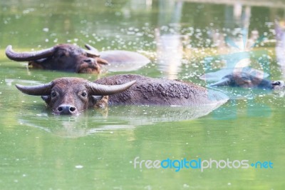 Buffalo Stock Photo