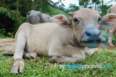 Buffalo Stock Photo