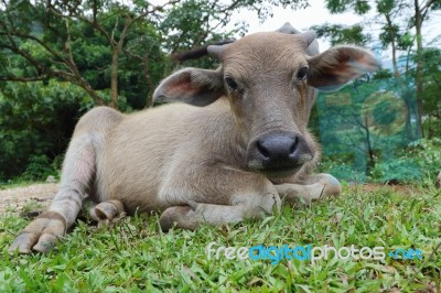 Buffalo Stock Photo