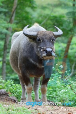 Buffalo Stock Photo