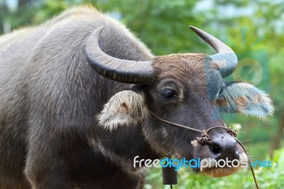 Buffalo Stock Photo