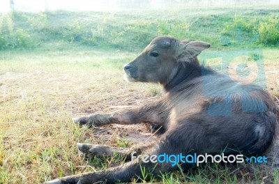 Buffalo Stock Photo