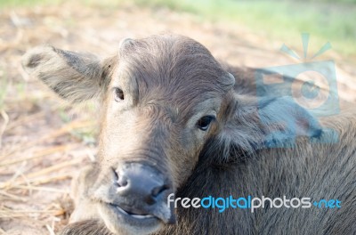 Buffalo Stock Photo