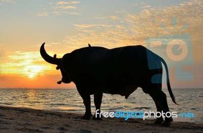 Buffalo At Beach Stock Photo