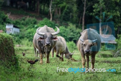 Buffalo Eating Grass In Fields At Chiang Mai Stock Photo