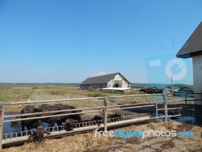 Buffalo Farm, Buffaloes Grazing In Open-air Cages  Stock Photo