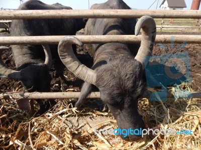 Buffalo Farm, Buffaloes Grazing In Open-air Cages  Stock Photo