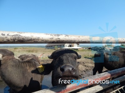 Buffalo Farm, Buffaloes Grazing In Open-air Cages  Stock Photo