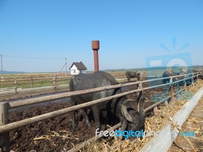 Buffalo Farm, Buffaloes Grazing In Open-air Cages  Stock Photo