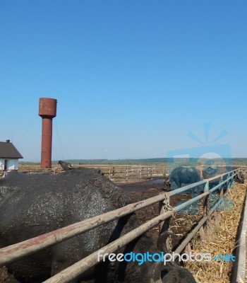 Buffalo Farm, Buffaloes Grazing In Open-air Cages  Stock Photo