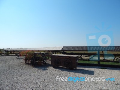 Buffalo Farm, Buffaloes Grazing In Open-air Cages  Stock Photo