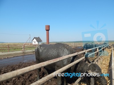 Buffalo Farm, Buffaloes Grazing In Open-air Cages  Stock Photo