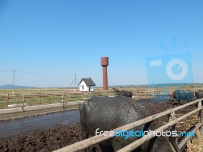 Buffalo Farm, Buffaloes Grazing In Open-air Cages  Stock Photo