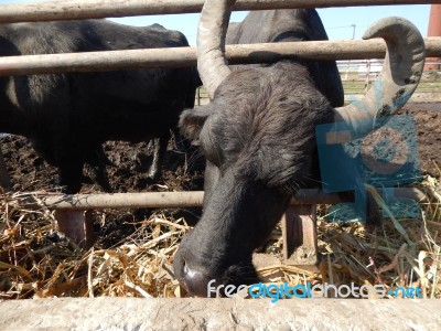 Buffalo Farm, Buffaloes Grazing In Open-air Cages  Stock Photo