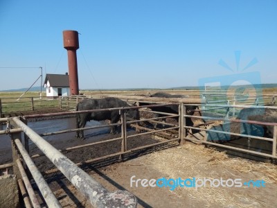 Buffalo Farm, Buffaloes Grazing In Open-air Cages  Stock Photo