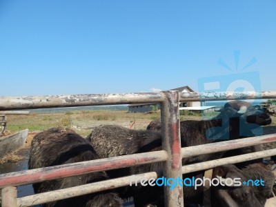 Buffalo Farm, Buffaloes Grazing In Open-air Cages  Stock Photo