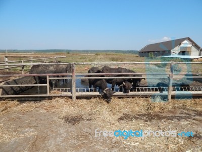 Buffalo Farm, Buffaloes Grazing In Open-air Cages  Stock Photo