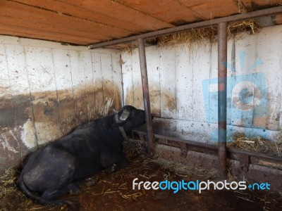 Buffalo Farm, Buffaloes Grazing In Open-air Cages  Stock Photo