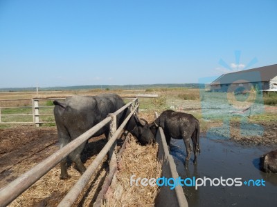 Buffalo Farm, Buffaloes Grazing In Open-air Cages  Stock Photo