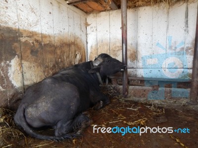 Buffalo Farm, Buffaloes Grazing In Open-air Cages  Stock Photo