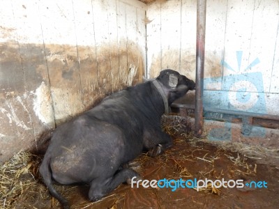 Buffalo Farm, Buffaloes Grazing In Open-air Cages  Stock Photo