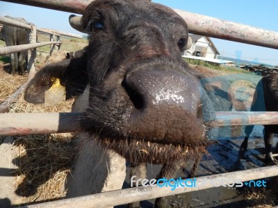 Buffalo Farm, Buffaloes Grazing In Open-air Cages  Stock Photo