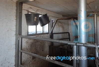 Buffalo Farm, Buffaloes Grazing In Open-air Cages  Stock Photo