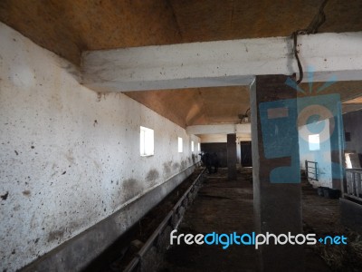 Buffalo Farm, Buffaloes Grazing In Open-air Cages  Stock Photo