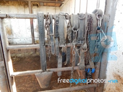 Buffalo Farm, Buffaloes Grazing In Open-air Cages  Stock Photo